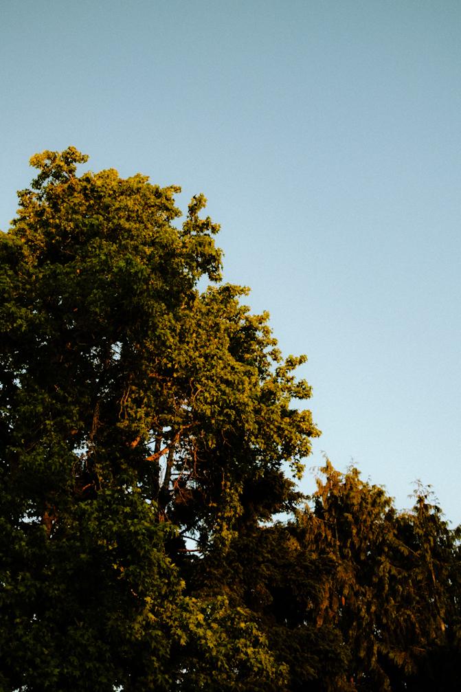 Summer skies & trees