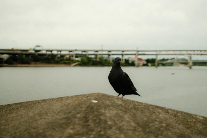 Pigeon