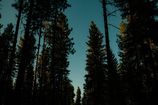 Sunny day trees