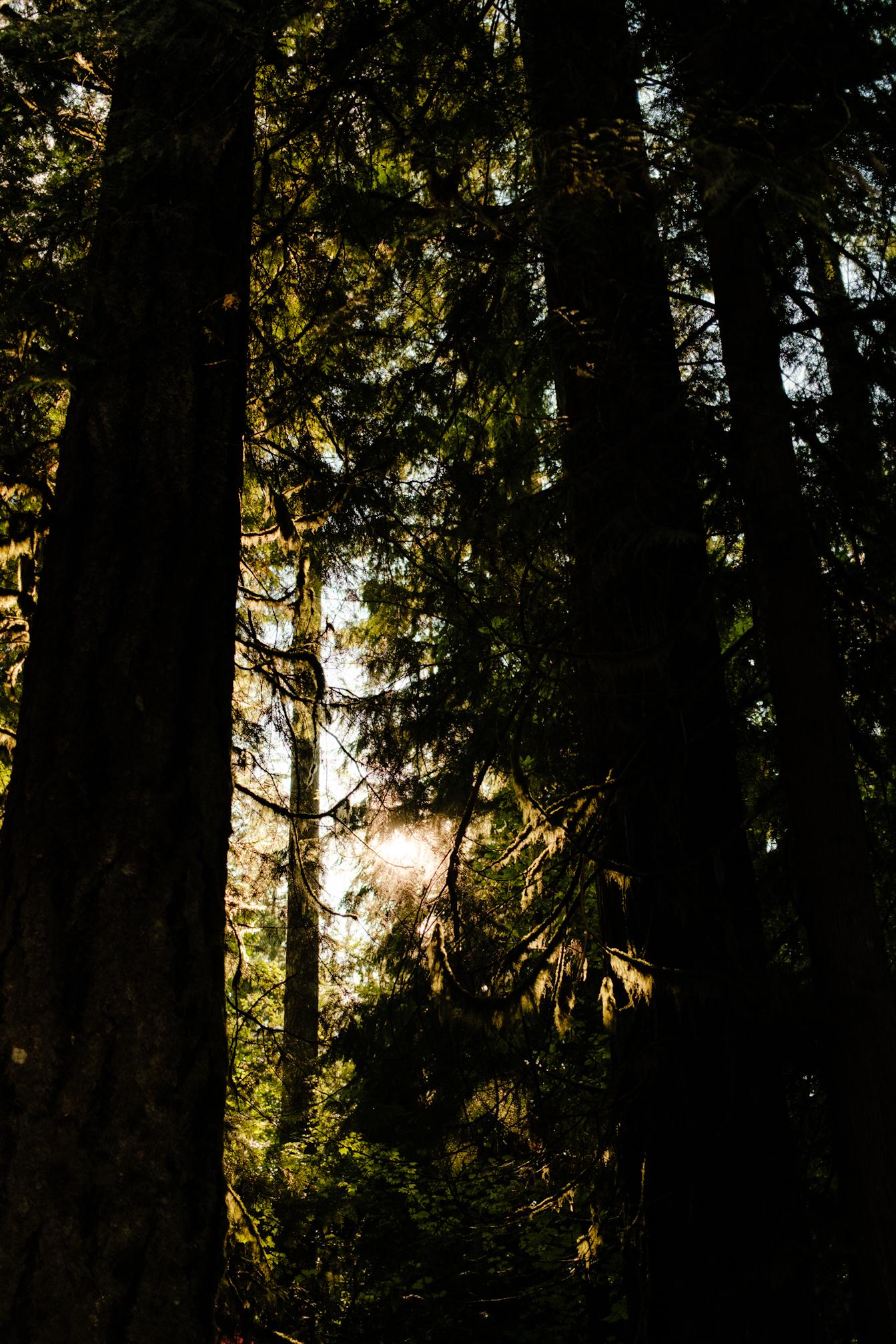 Sun through the trees