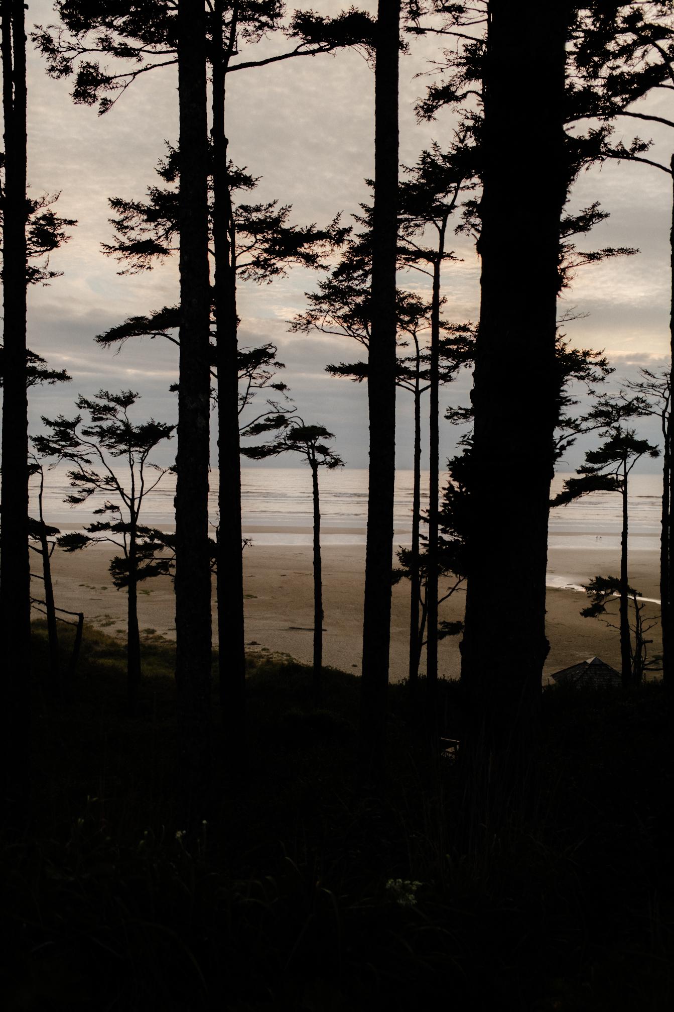 Beach through the trees