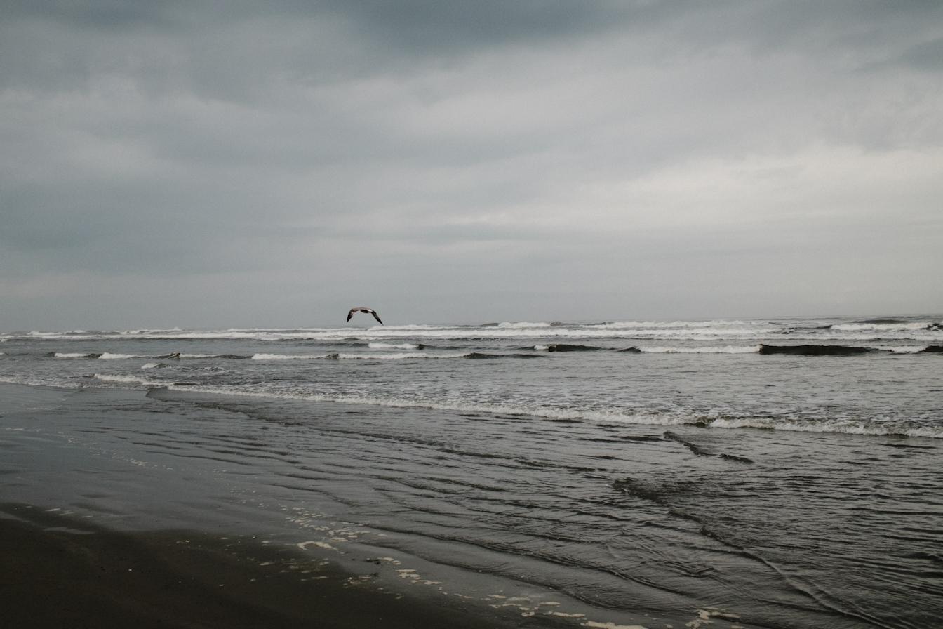 Seagull & the ocean