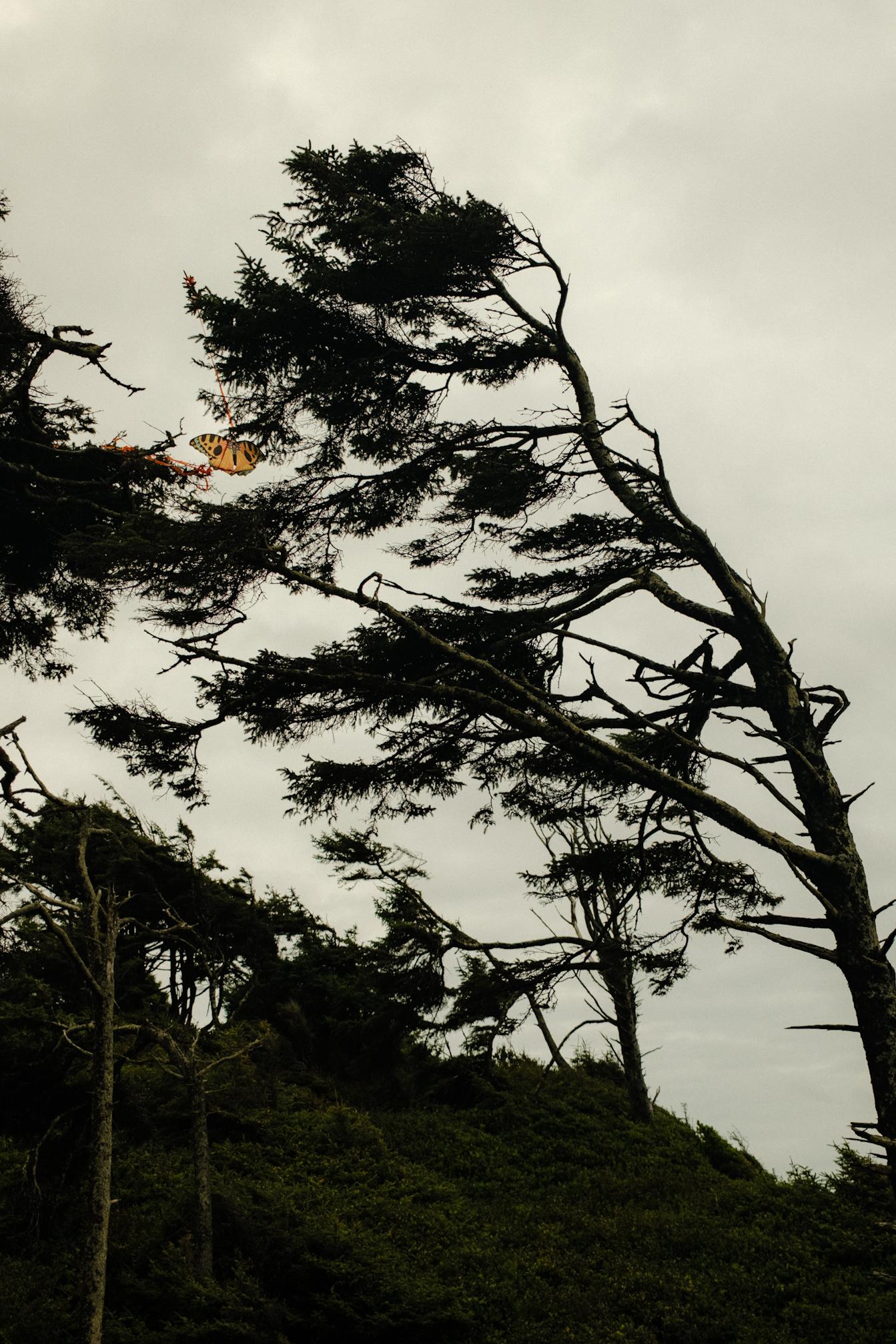 Kite in the trees