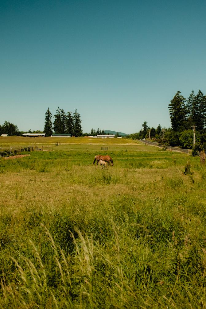 Winlock farmland