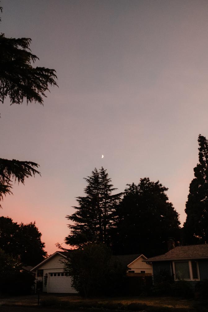The moon over the trees
