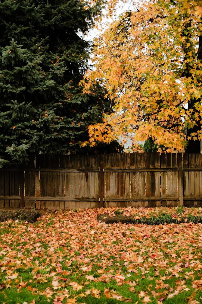 The backyard really giving fall vibes with all the falling leaves.