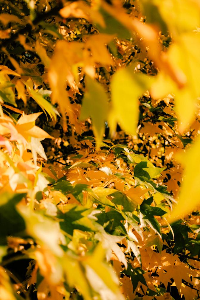 The big tree in the neighbors backyard is finally fully beginning to turn.