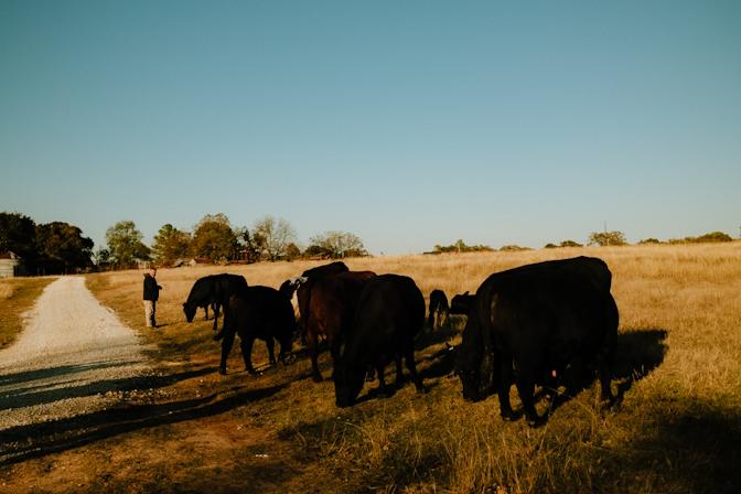 Hidden Spring cows