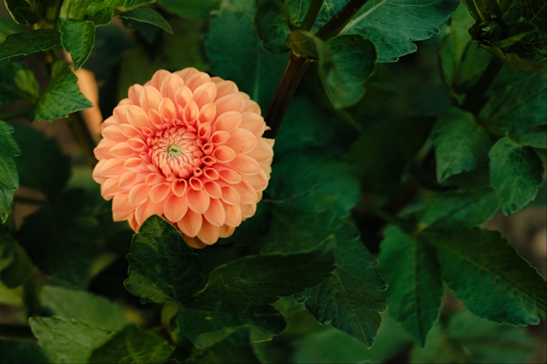 Backyard dahlias