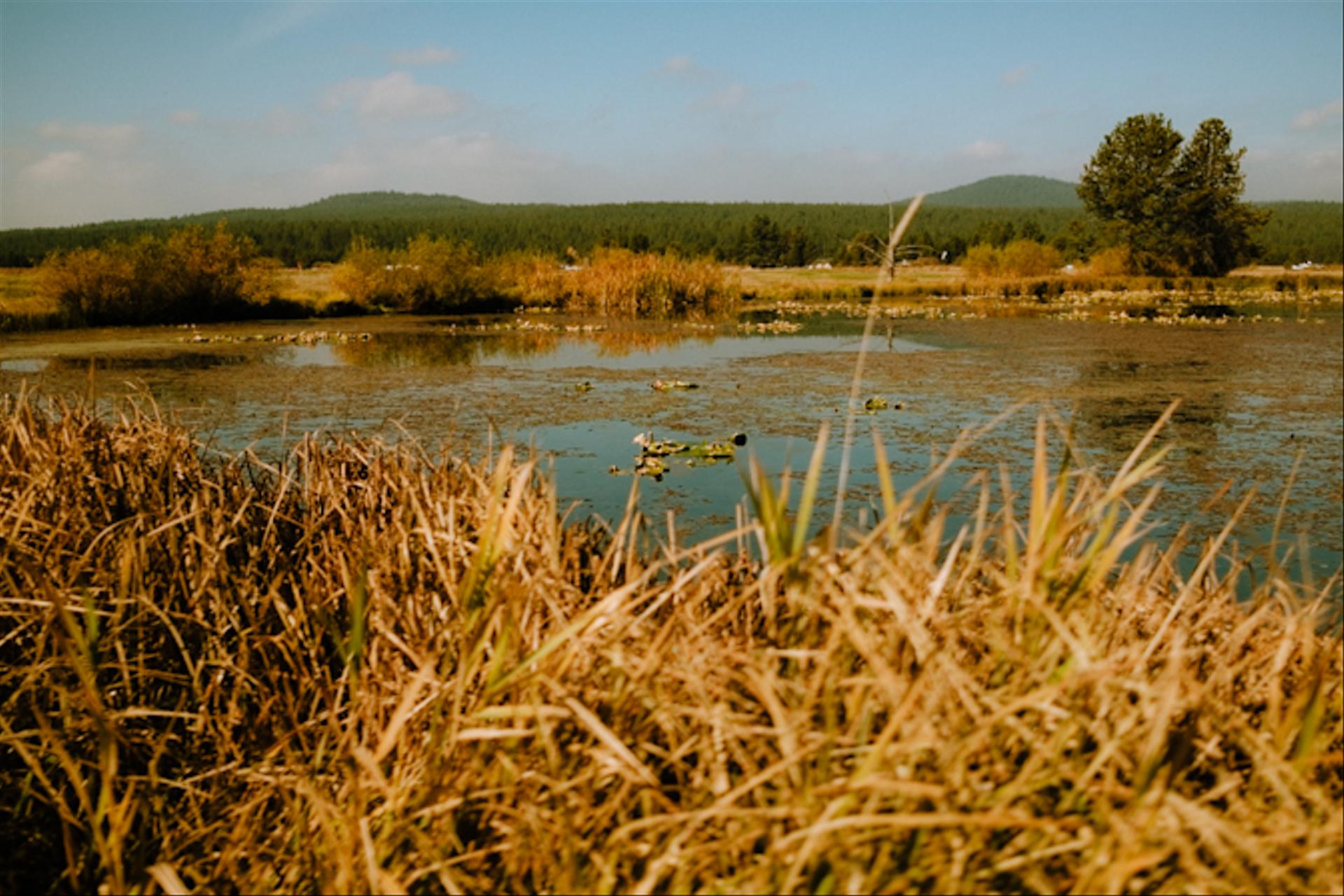 Lake and grass