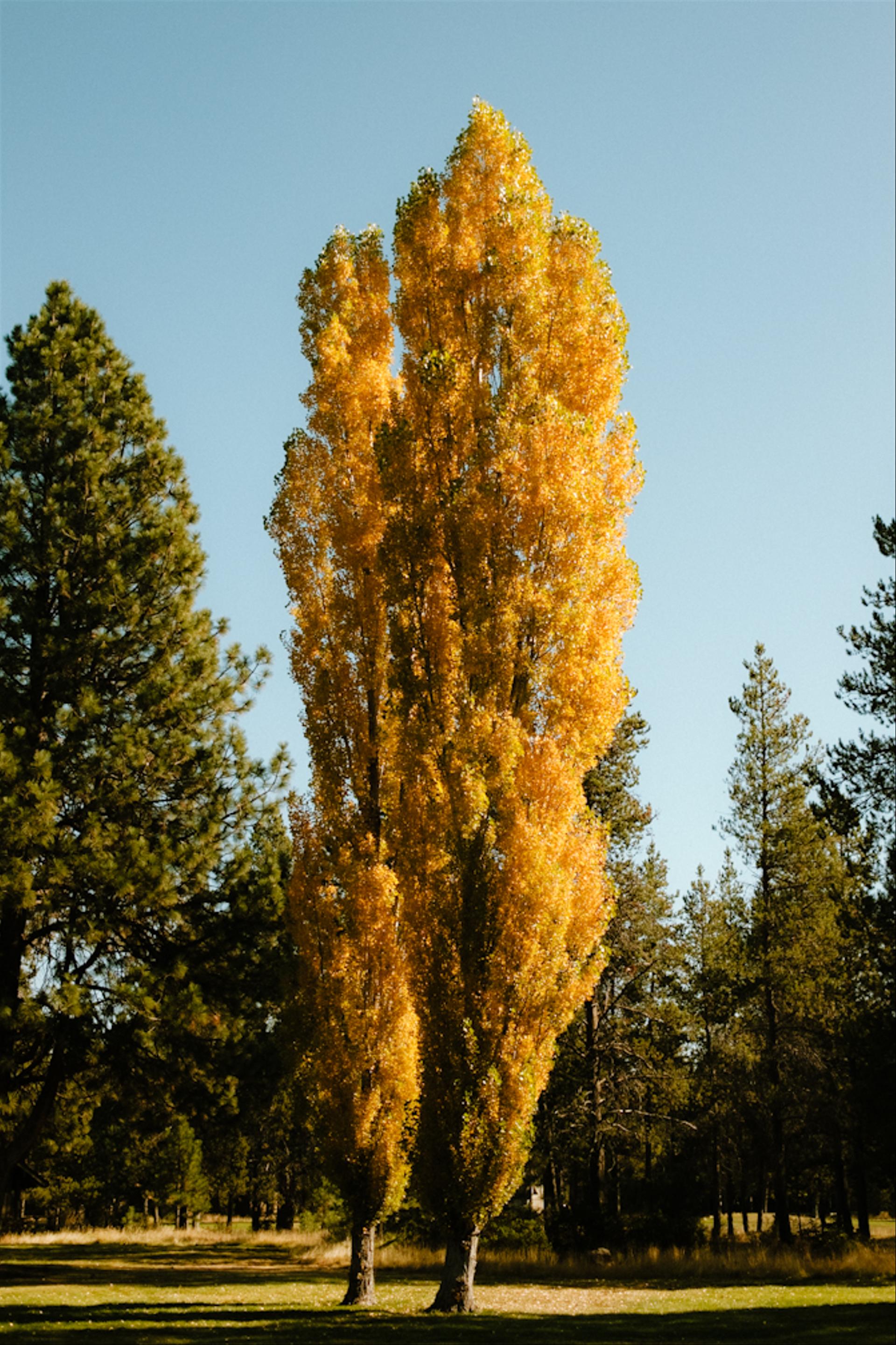 Fall leaves