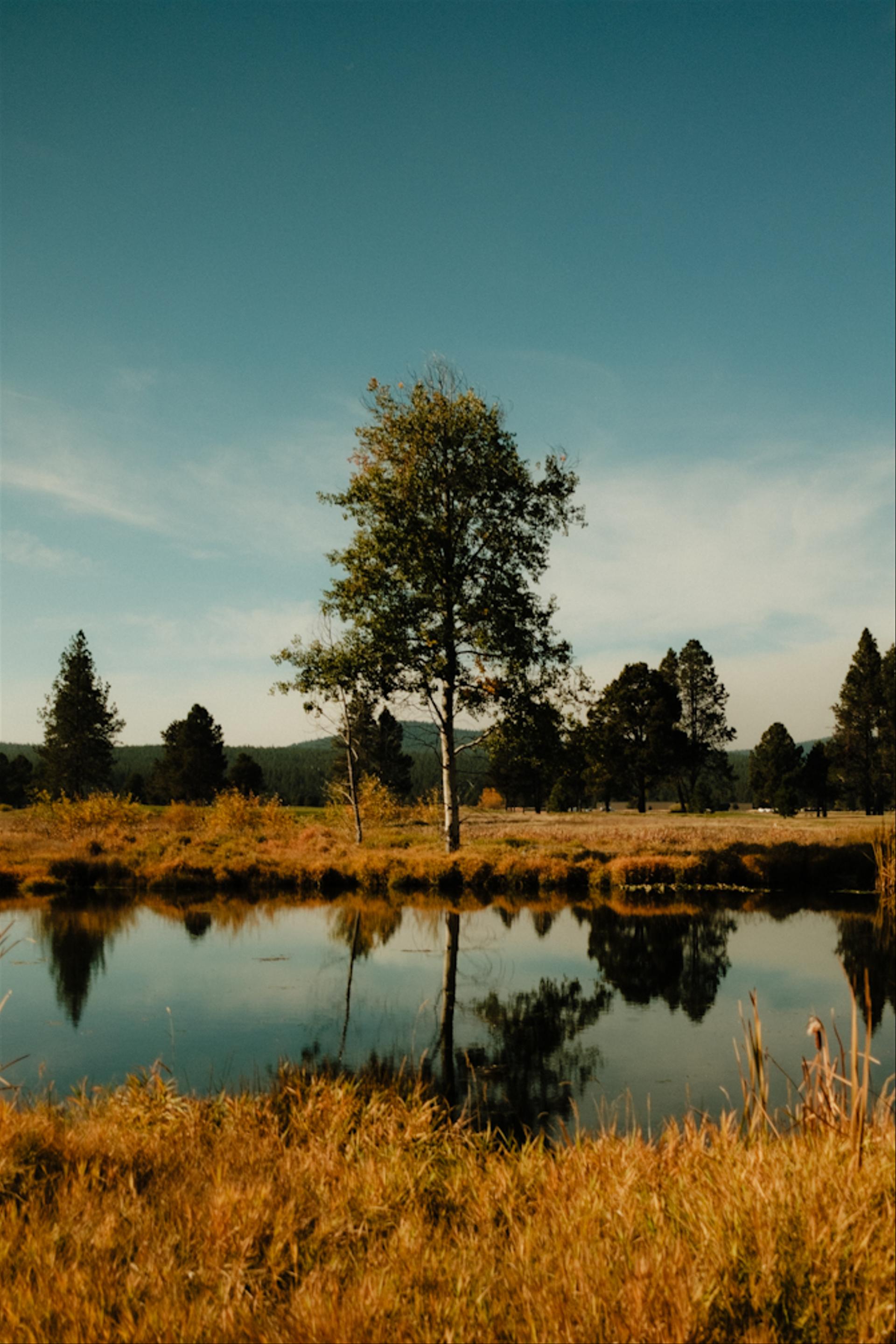 Reflective trees