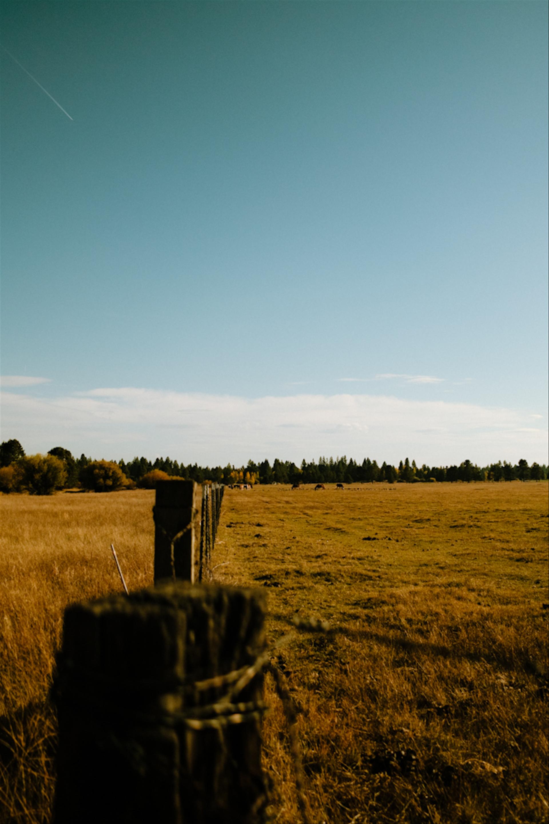 Horse pasture