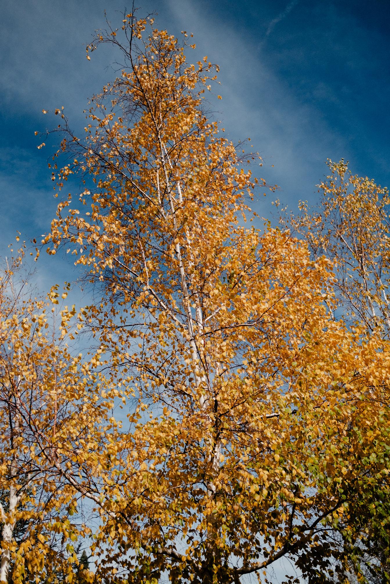 Fall leaves