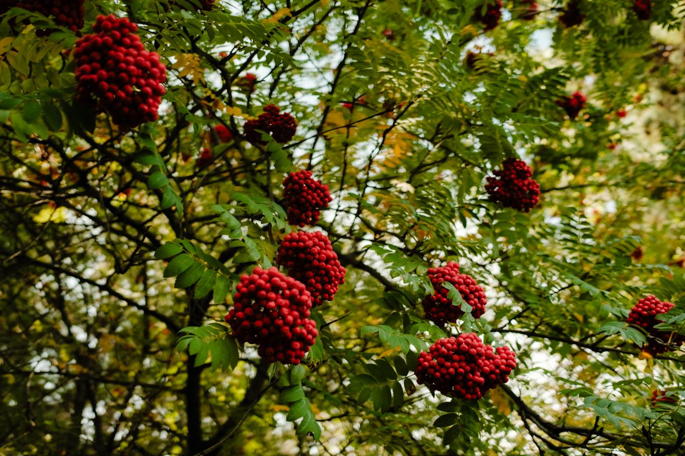 Berries