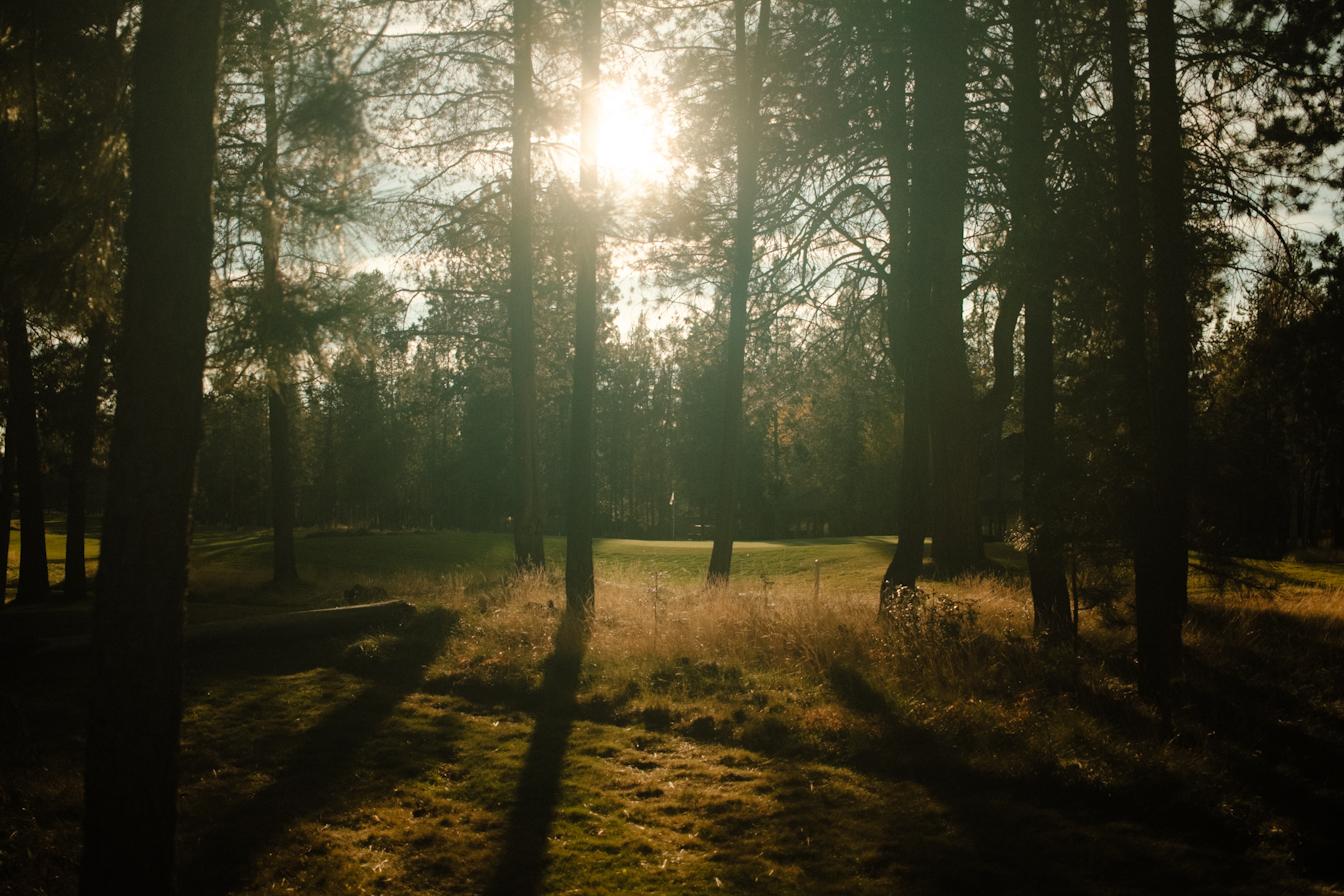 Sun thru the trees